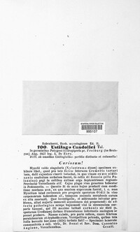 Microbotryum bistortarum image